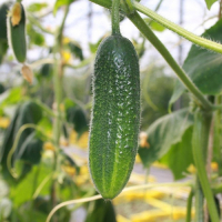 Plant cornichon - hokus