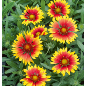 Plant gaillarde (vivace)