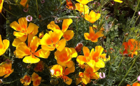 Plant pavot de californie (annuelle)