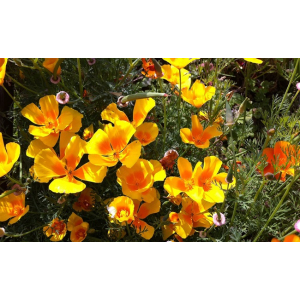 Plant pavot de californie (annuelle)