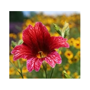 Plant salpiglossis (annuelle)