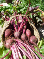 Plants de betteraves