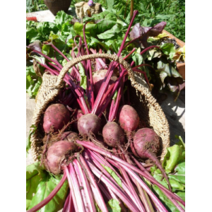 Plants de betteraves