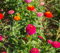 Plant fleur zinnia