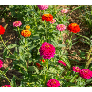 Plant fleur zinnia