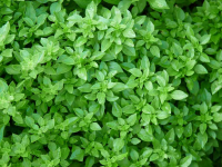 Plant aromatique basilic fin
