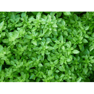 Plant aromatique basilic fin