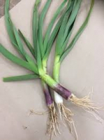 Tige ail frais