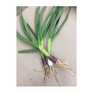 Tige ail frais