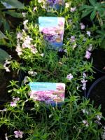 Phlox rampant rose et blanc en pot de 3l