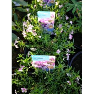 Phlox rampant rose et blanc en pot de 3l