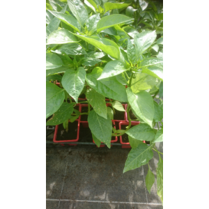 Plant de mini poivron apéro jaune en godet