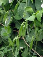 Pois mange-tout