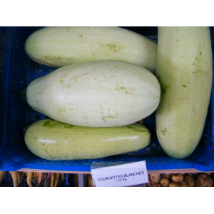 Courgette blanche