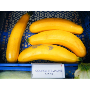 Courgette jaune