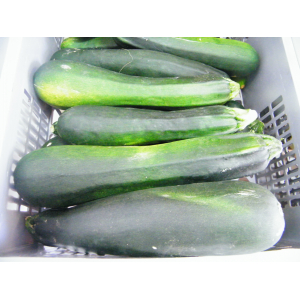 Courgette verte