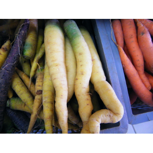 Carottes blanches