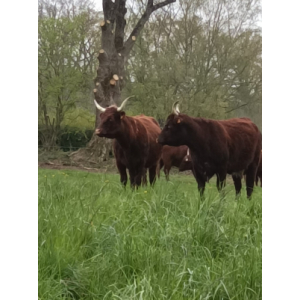 Colis de bœufs salers 5 kg