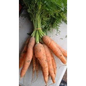 Carotte botte