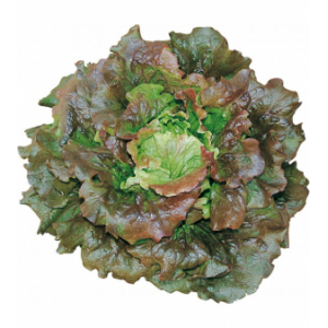 Batavia rouge grenobloise