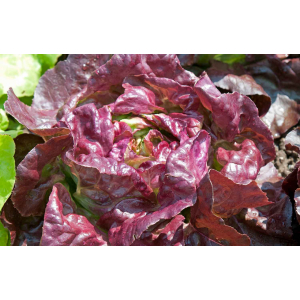 Laitue rouge