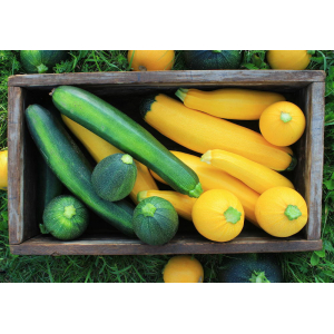 Courgette longue mélange jaune/verte