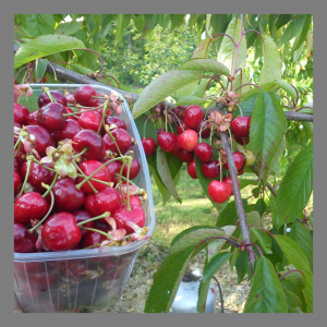 Bigarreaux bio barquette de 500g