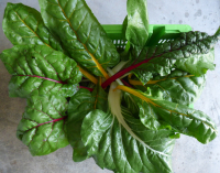 Blettes à carde (blanc/jaune/rouge)