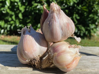 Ail 100g