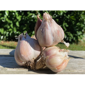 Ail 100g