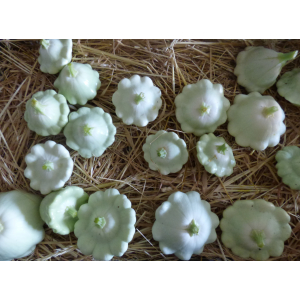 Mélange de pâtissons frais