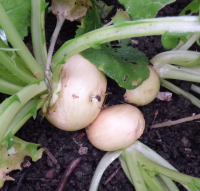 Navet jaune (en botte)