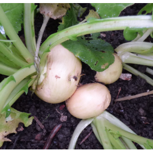 Navet jaune (en botte)