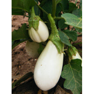 Aubergine blanche