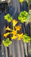 Fleurs de courgette