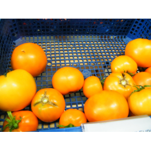 Tomate orange