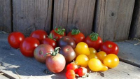 Tomate cerise cocktail 500g