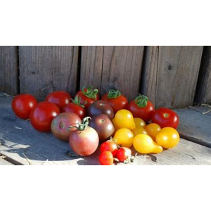 Tomate cerise cocktail 500g