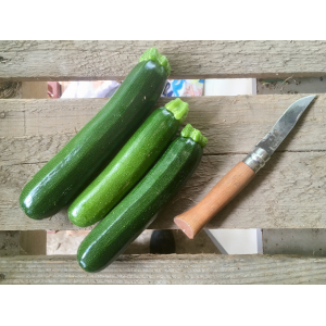 Courgettes saison