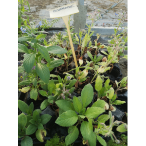 Plant de bourrache pot 10,5 cm