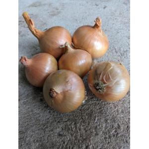 Oignon jaune conservation