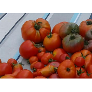 Tomates du jardin