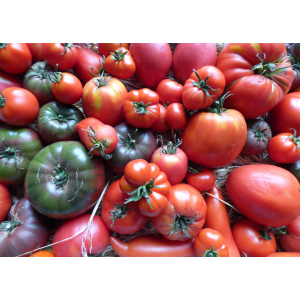 Tomates anciennes
