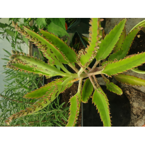 Kalanchoé de daigremont