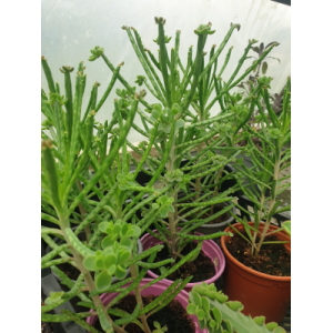 Kalanchoé delagoensis