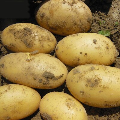 Pommes de terre jaune var. gourmandine 2,5 kg
