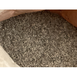 Graines entières de fenouil