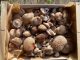 Shiitake - image 2