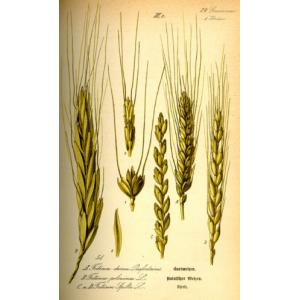 Farine de grand epeautre