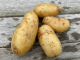 Pommes de terre rattes - image 2